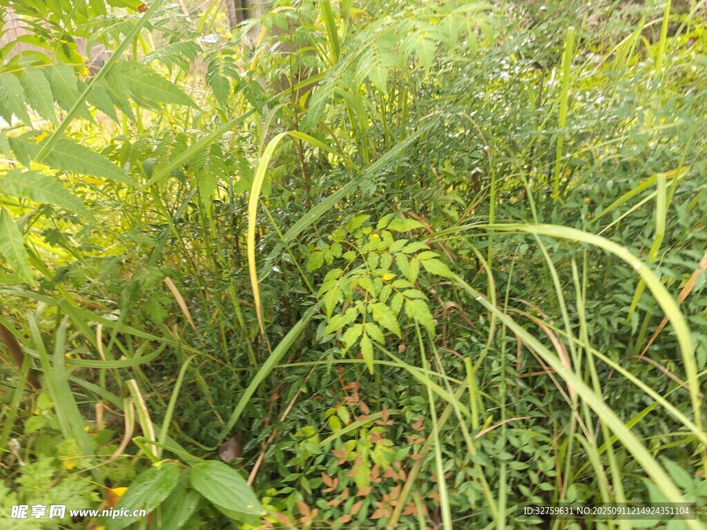 繁茂的野外綠色植物景觀