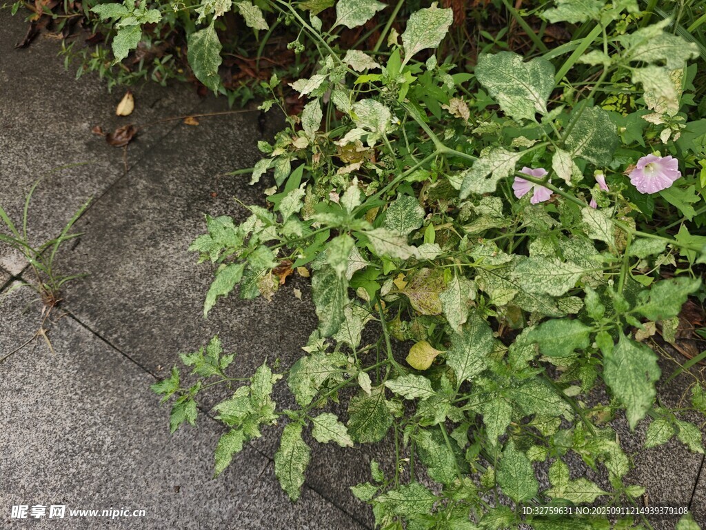 路邊綻放的綠色植物花朵