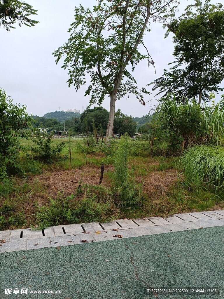 路邊綠意盎然的自然景致