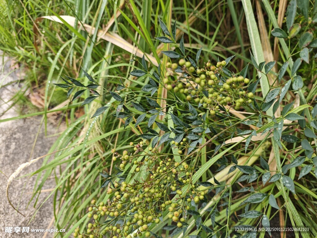 翠綠草叢中的黃色小花