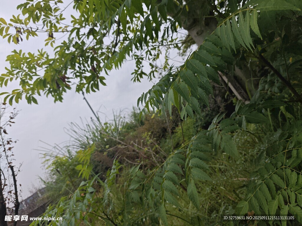 山坡綠植與鐵軌景觀
