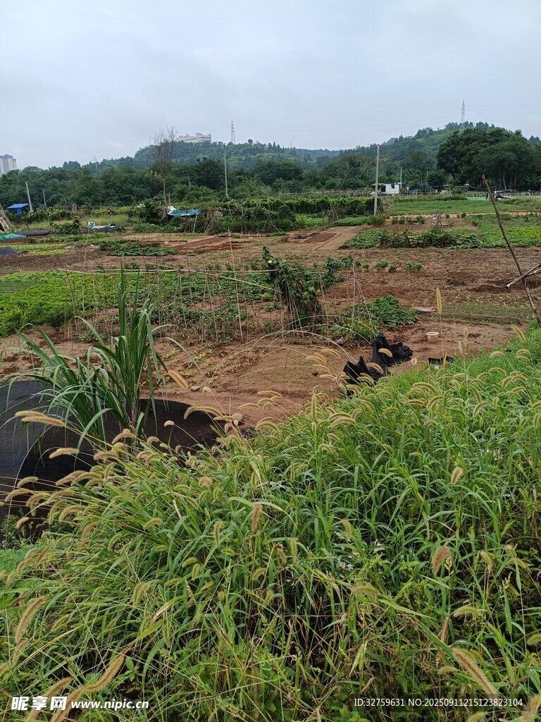 田園風(fēng)