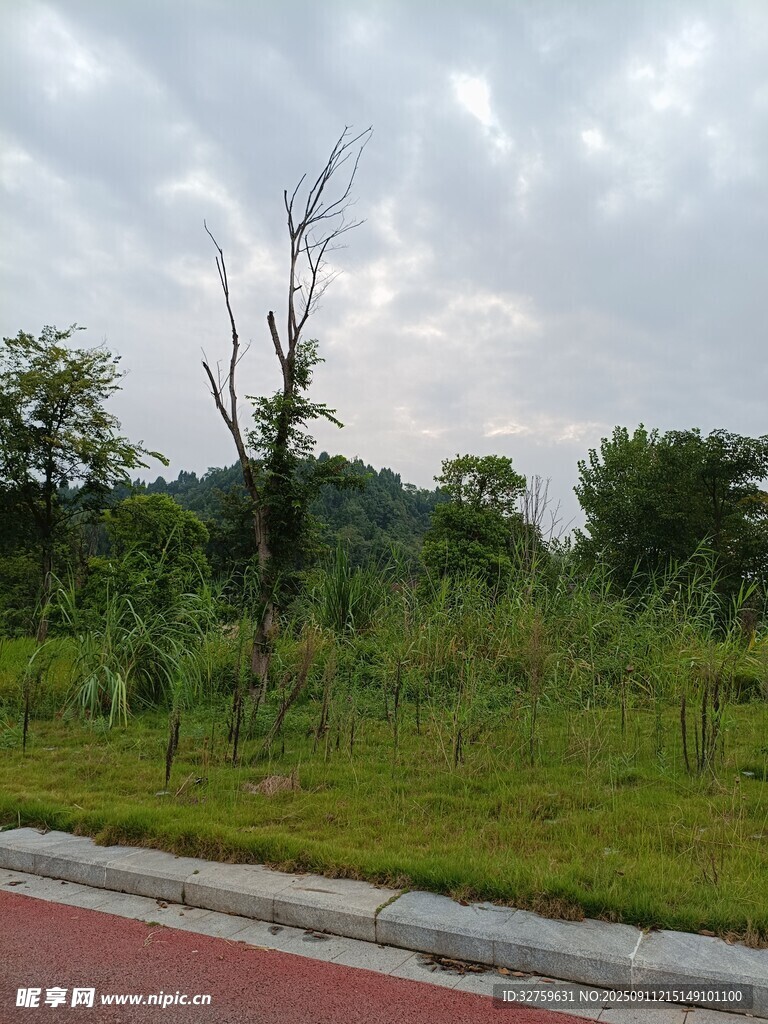 路邊枯樹立于綠野之上