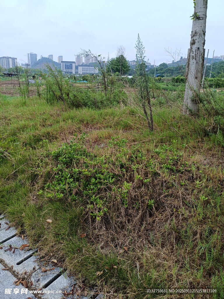 野外雜草叢生的自然場(chǎng)景