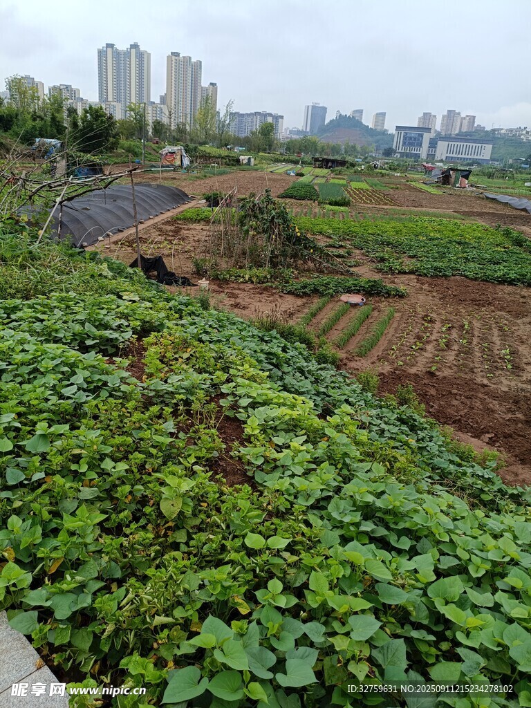 城市中的生機(jī)菜園