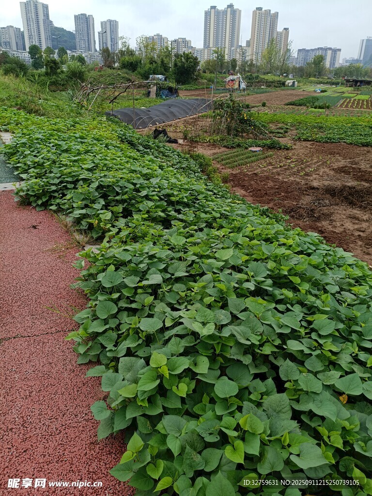 城市中的綠植景觀
