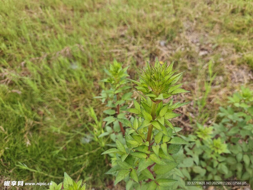 綠意盎然的草地與植物