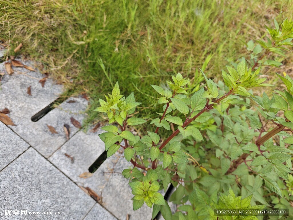 石板旁生長(zhǎng)的野生植物