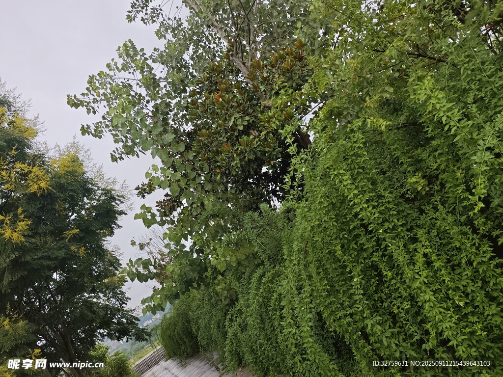 綠意盎然的林蔭小道