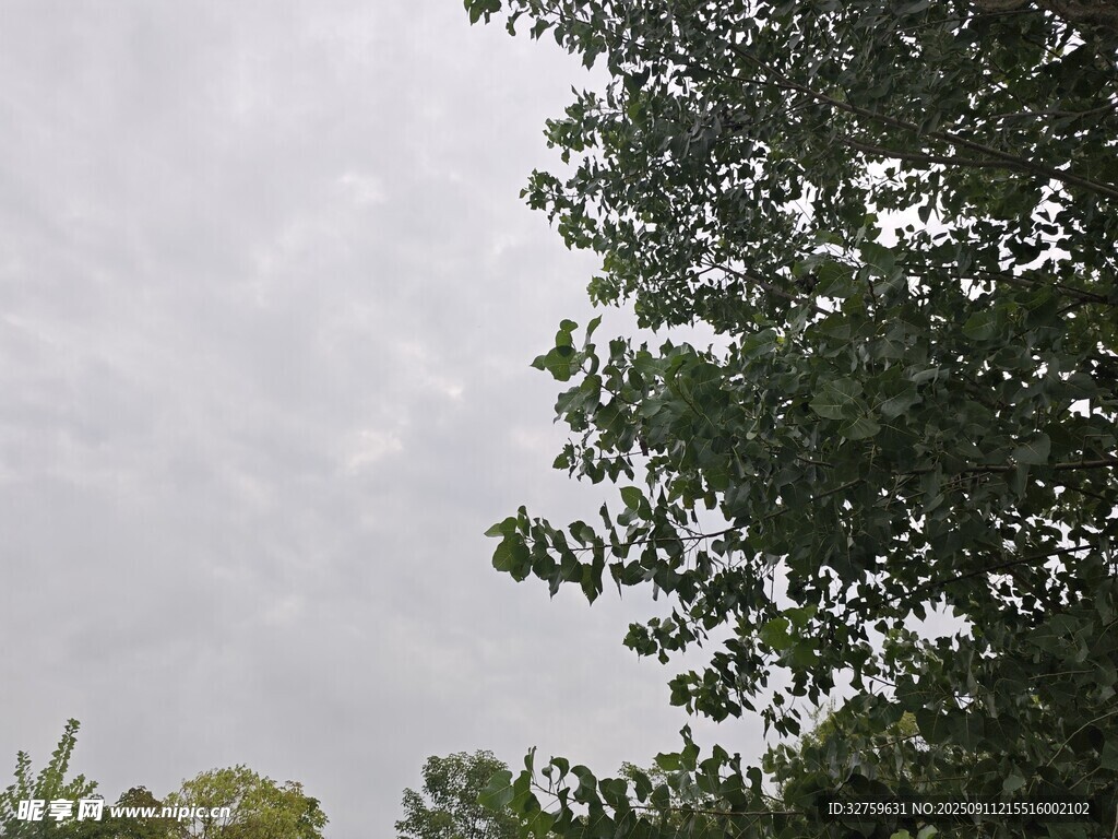 仰視綠樹與陰沉天空