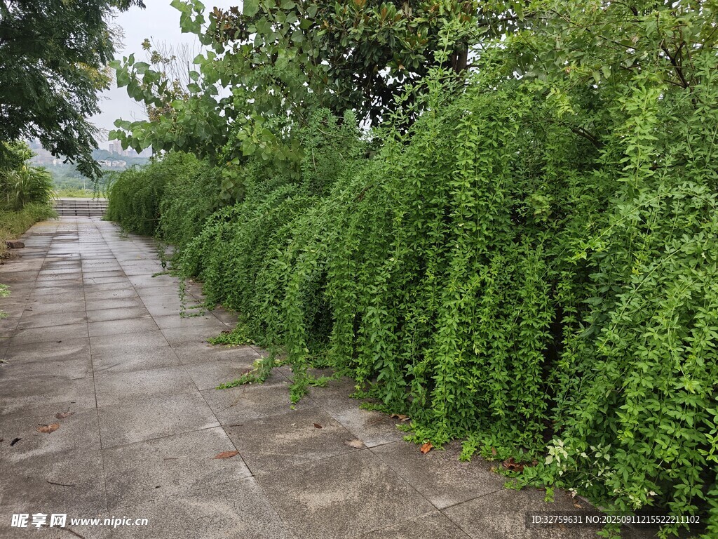 鄉(xiāng)間綠植環(huán)繞的幽靜小路