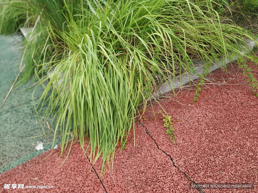 路邊翠綠草叢與紅色地面