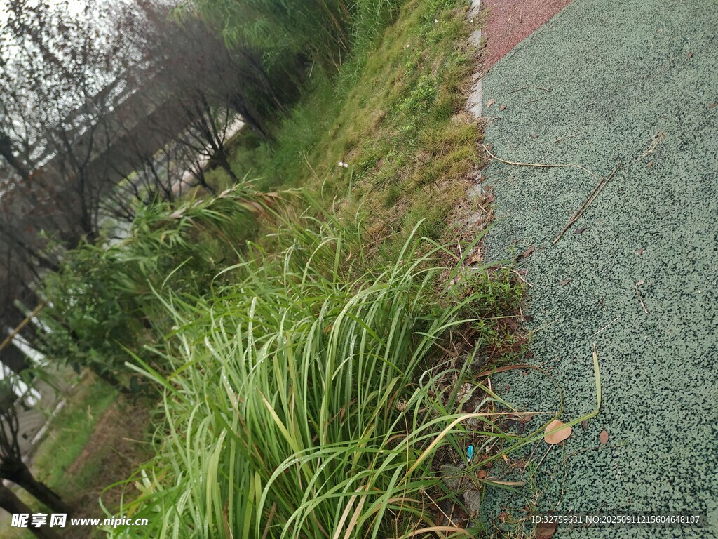 路邊翠綠草叢景觀