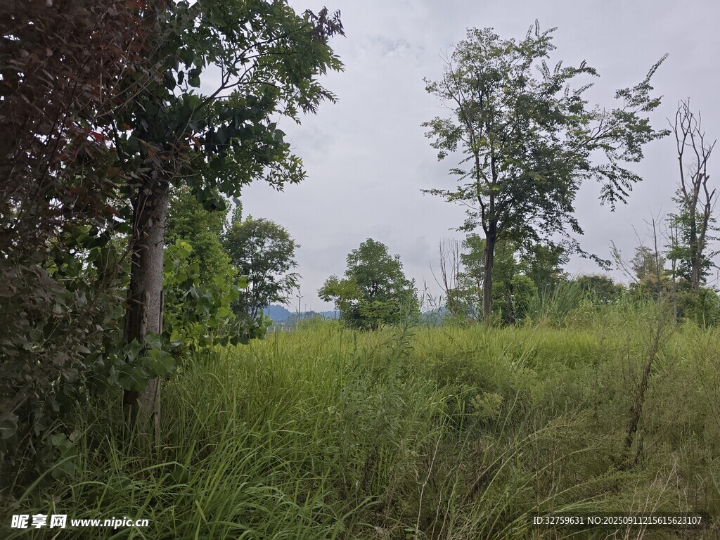 野外草地樹林自然景象
