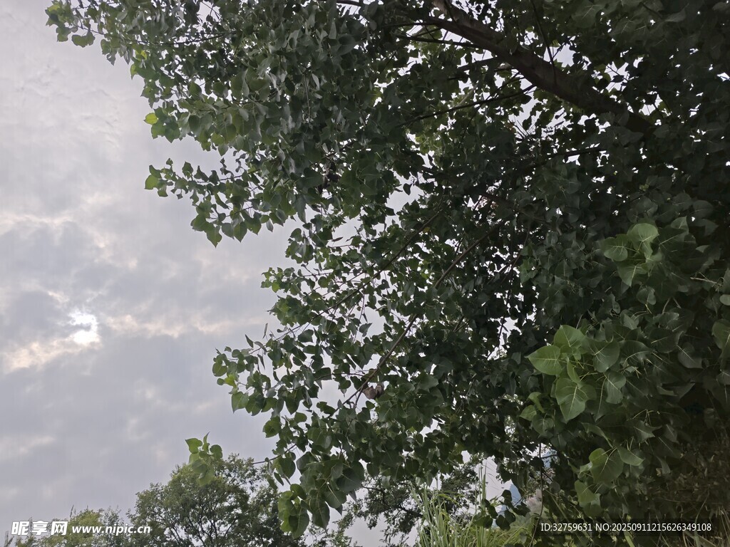 仰視綠樹與天空景色