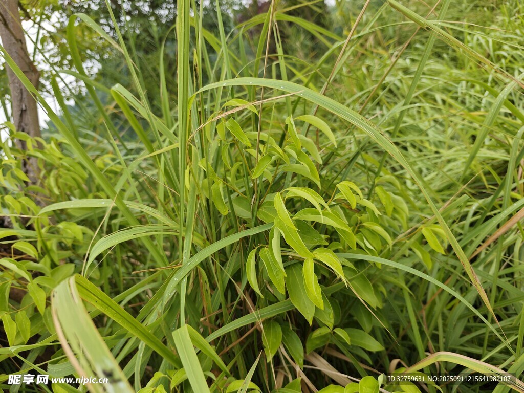 茂密翠綠的野生植物