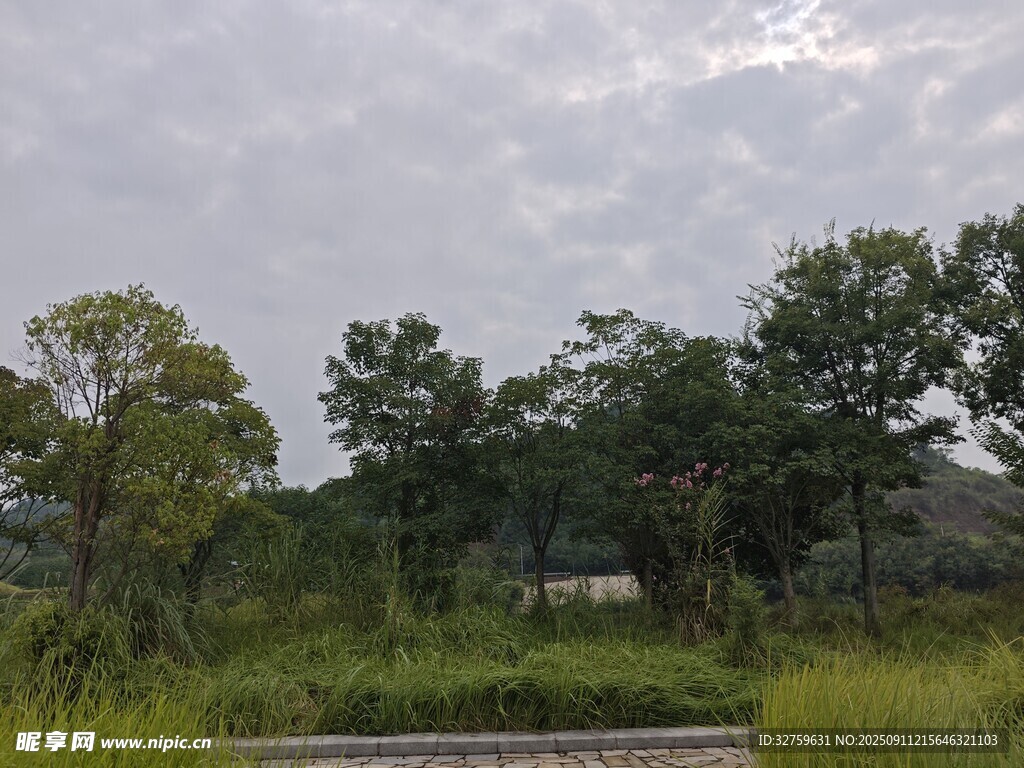 戶外自然風(fēng)景中的樹木草地