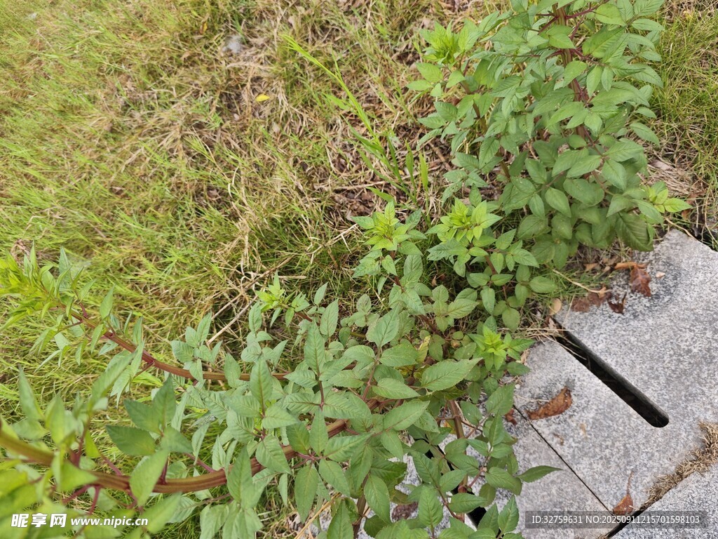 臺階旁的綠色植物