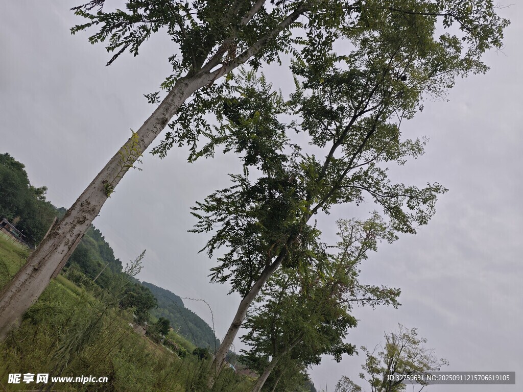 野外挺拔樹木風(fēng)景