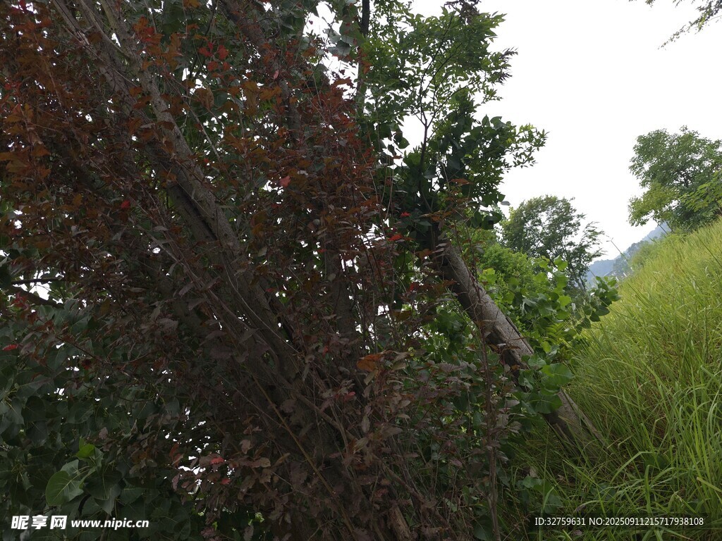 野外繁茂植物景觀