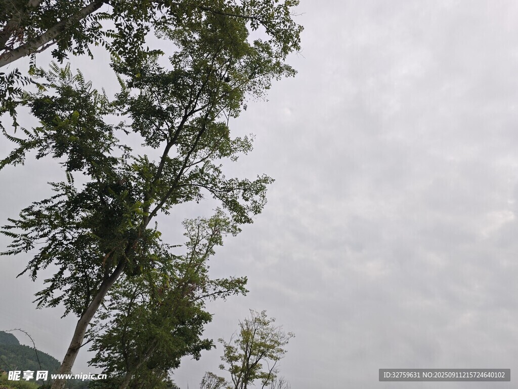陰天中的樹木景觀