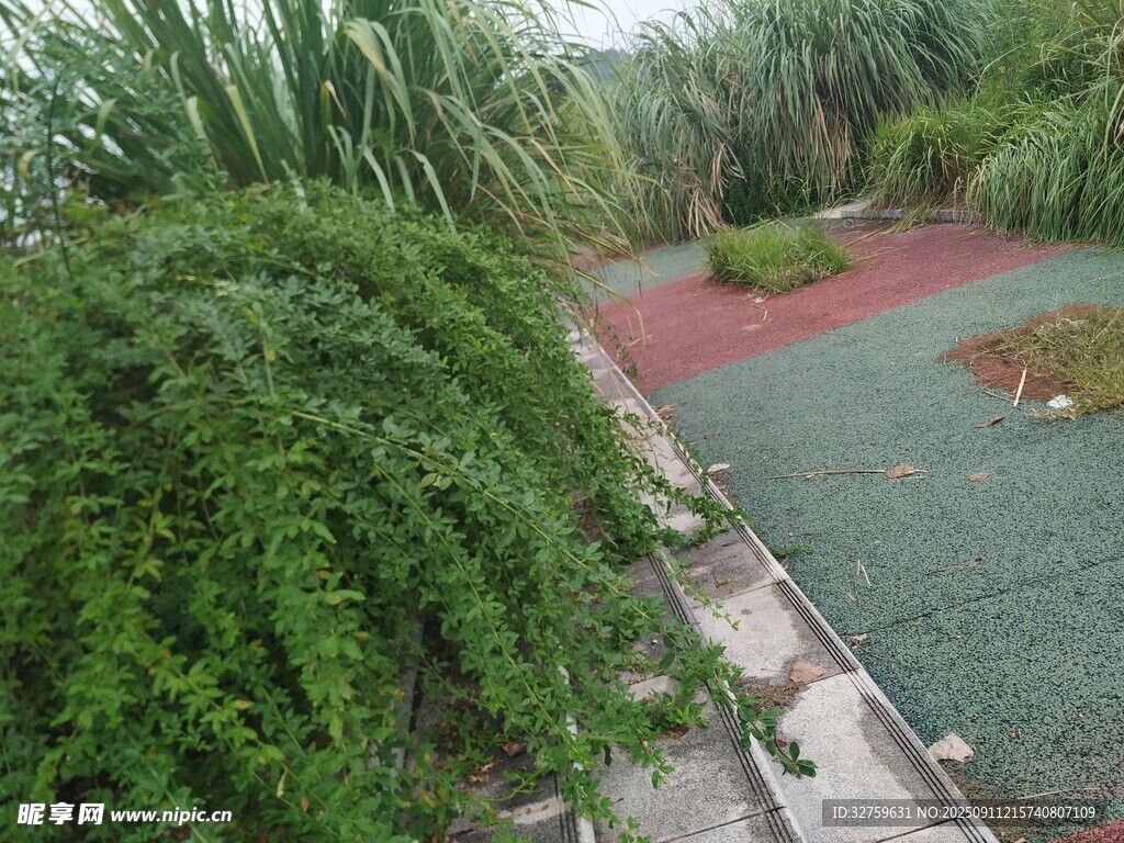 綠植環(huán)繞的多彩步道