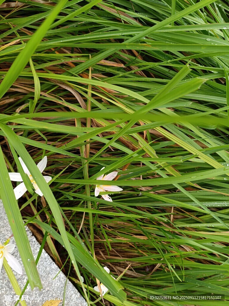 草叢中的白色小花
