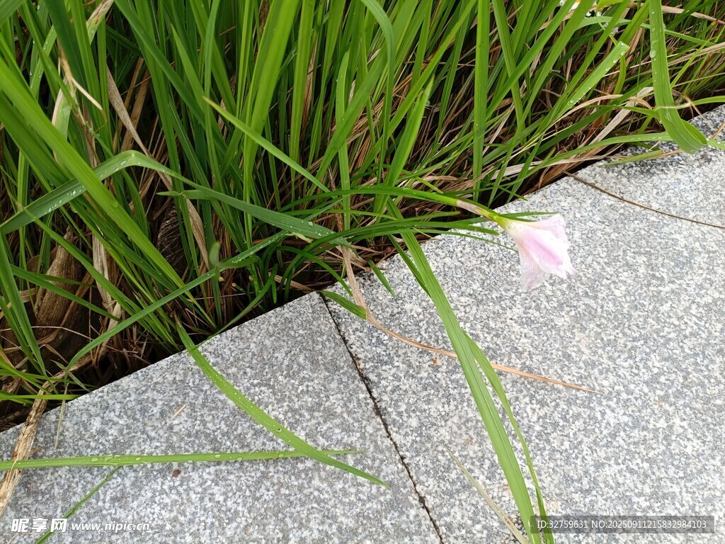 石邊嫩綠青草與粉花