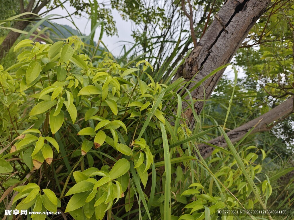 繁茂綠植纏繞于樹干
