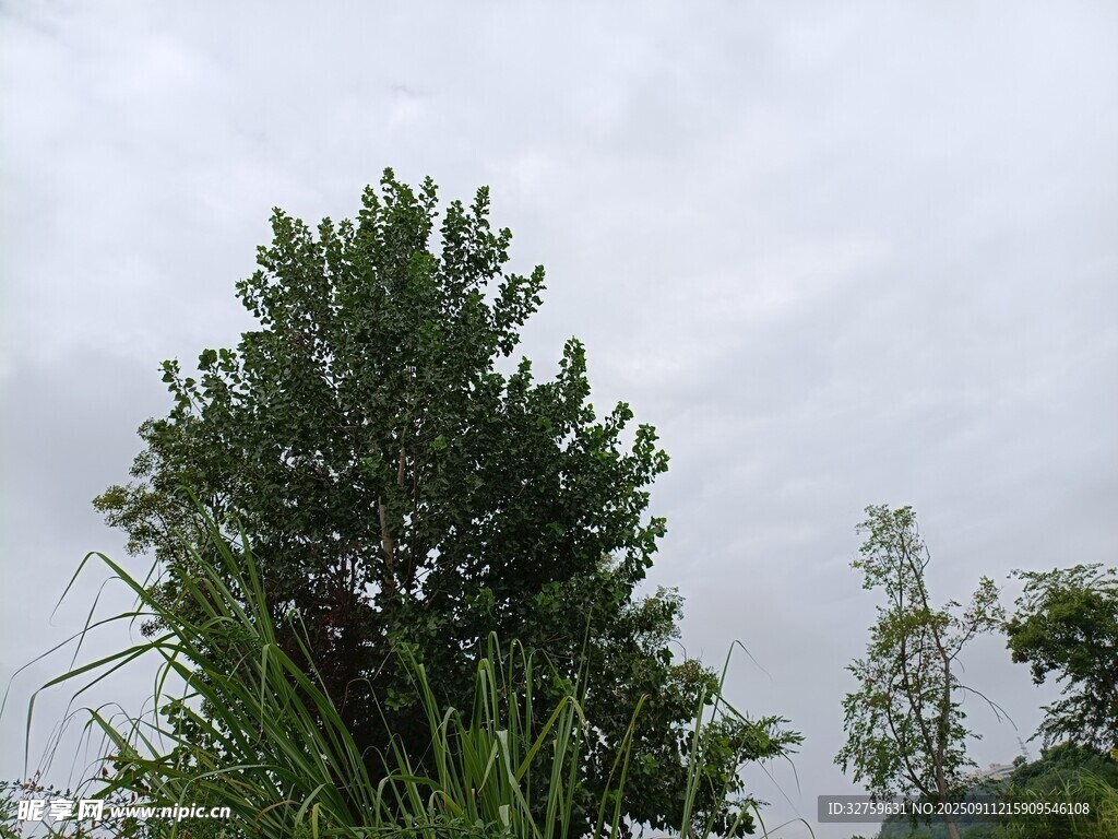 天空下的蔥郁樹木