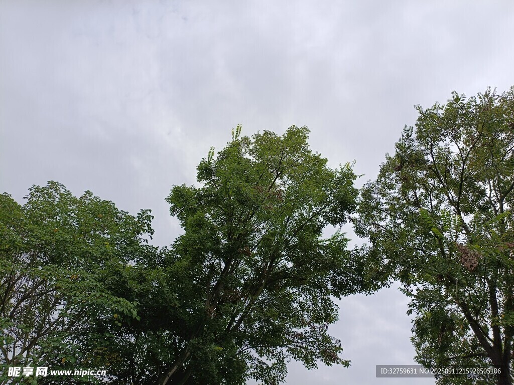 天空下的蔥郁樹木