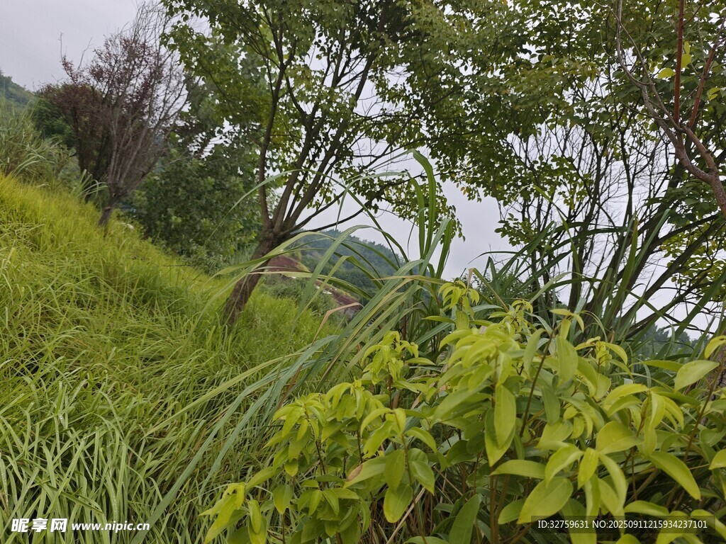綠意盎然的自然植物景觀