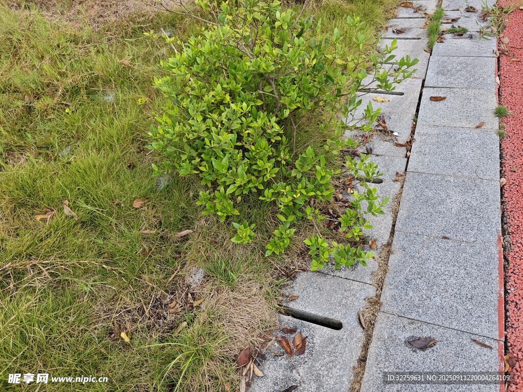 路邊草叢中的綠植與排水口