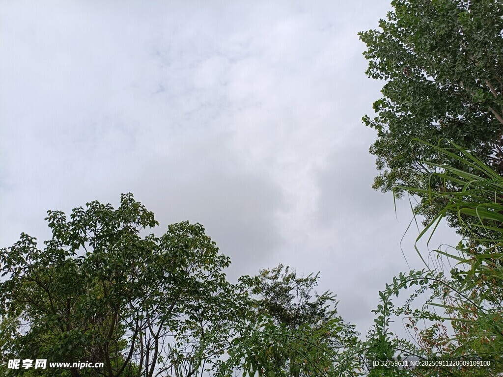 仰視蔥郁樹林與陰沉天空