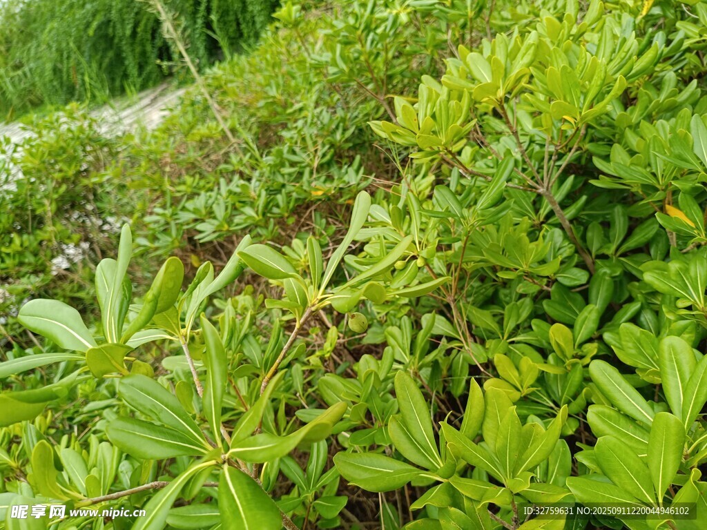 翠綠繁茂的叢生植物