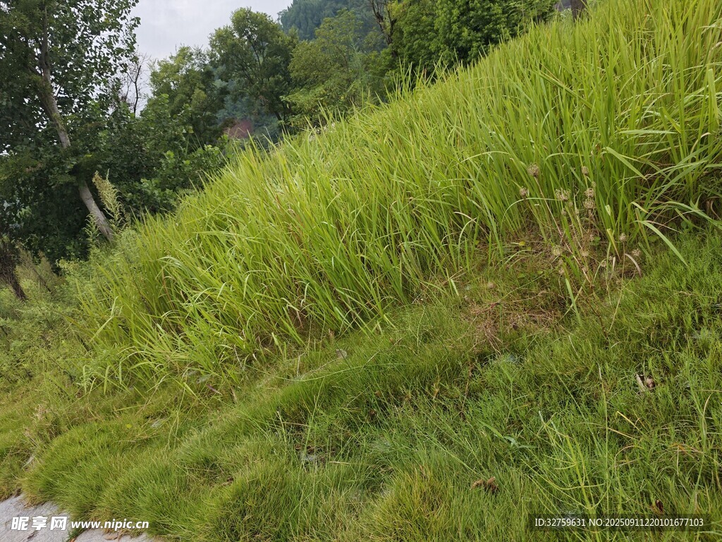 山坡上的茂盛綠色植物