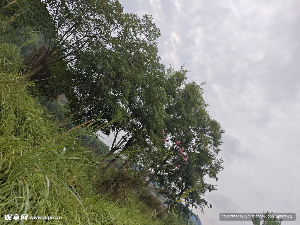 山坡綠樹風(fēng)景