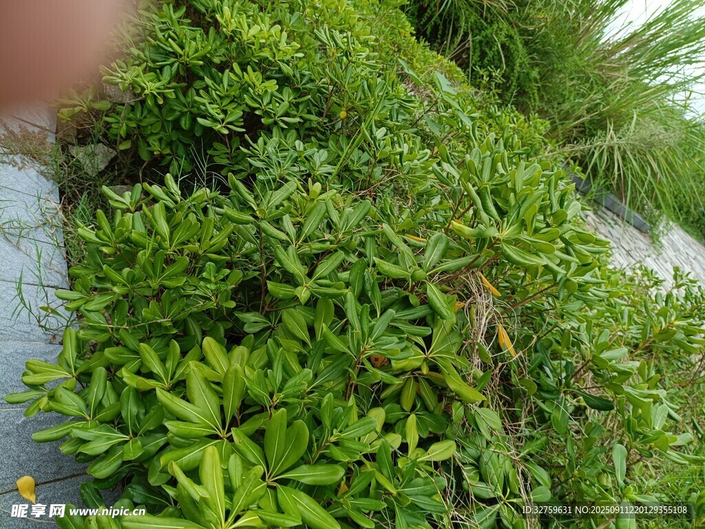 翠綠繁茂的墻邊長(zhǎng)滿綠植