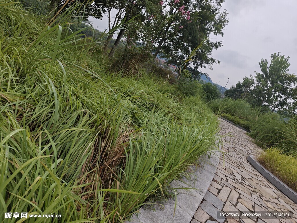 路邊蔥郁青草景觀