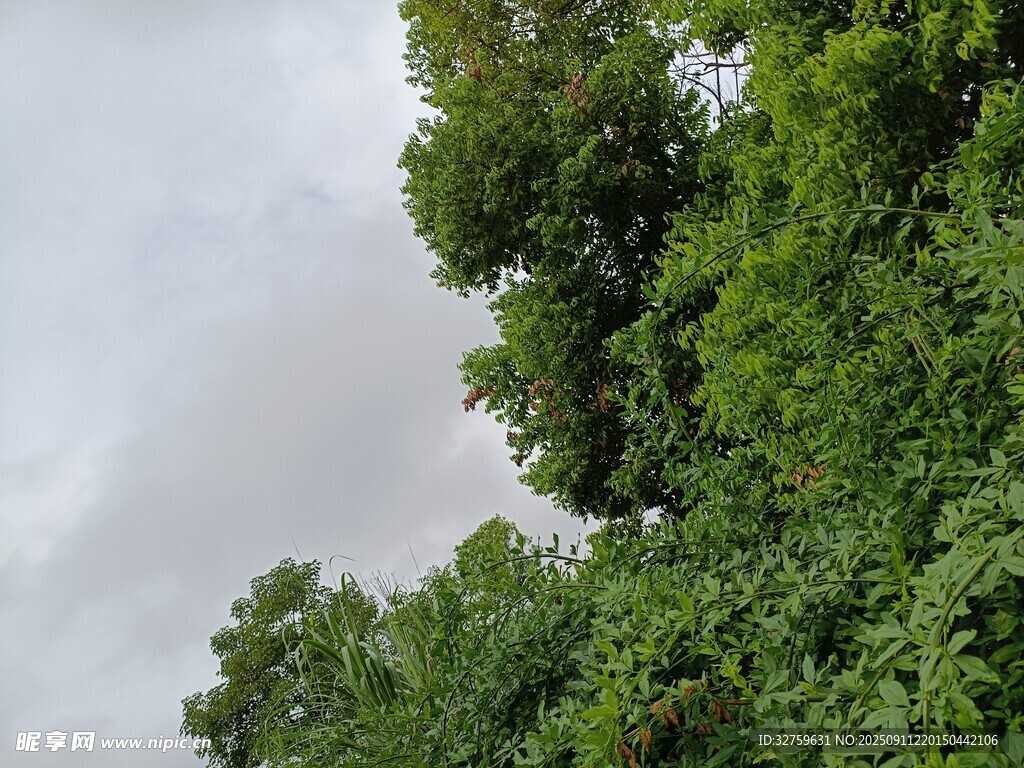 茂密綠樹與陰沉天空