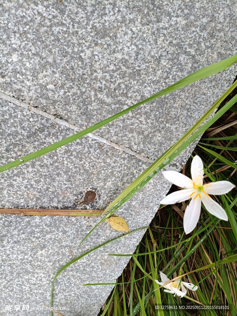 石縫中綻放的素雅小花