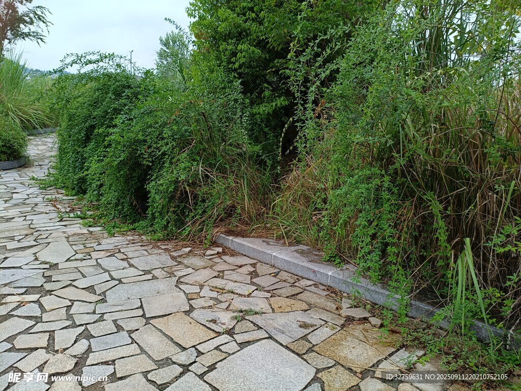 石徑旁的蔥郁綠植