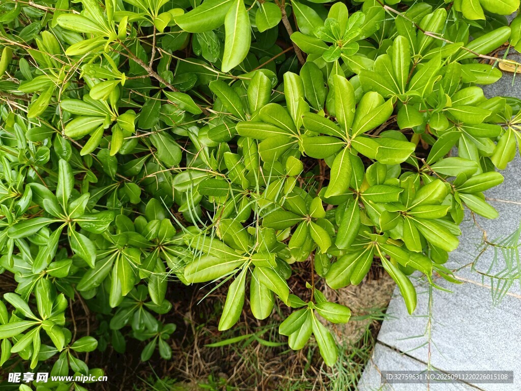 翠綠繁茂的綠植景觀