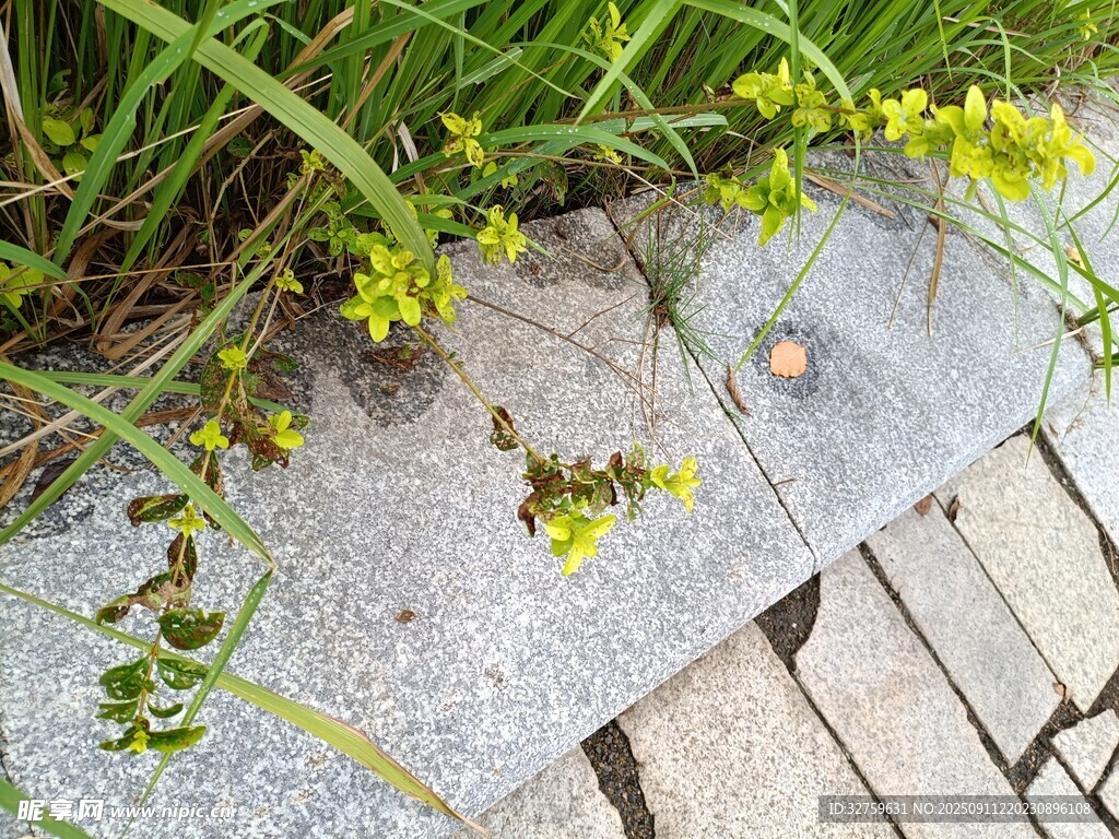 石縫間的頑強(qiáng)小黃花