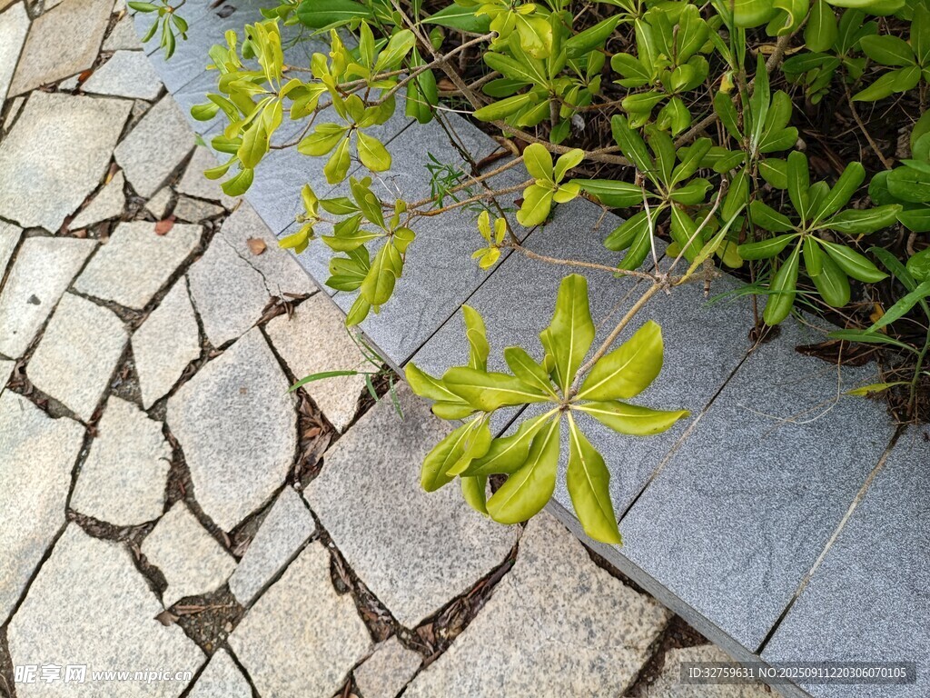 石砌小徑旁的翠綠植物