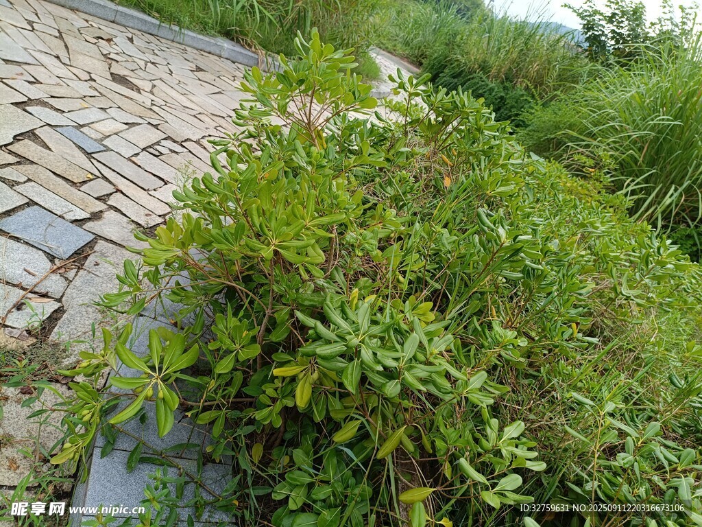路邊綠植景觀