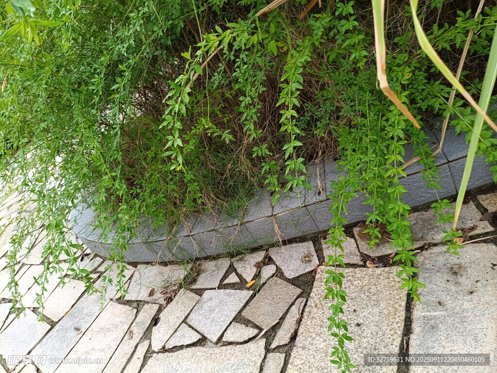 垂落綠植與石板路景致