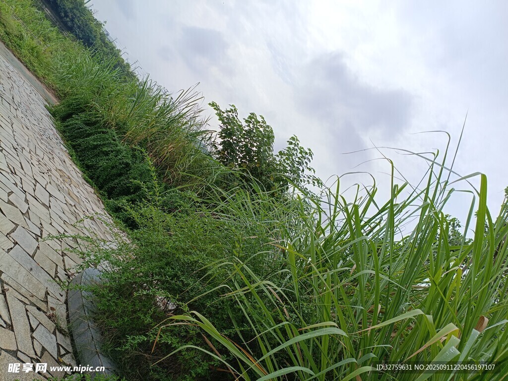 路邊茂盛的綠色野草