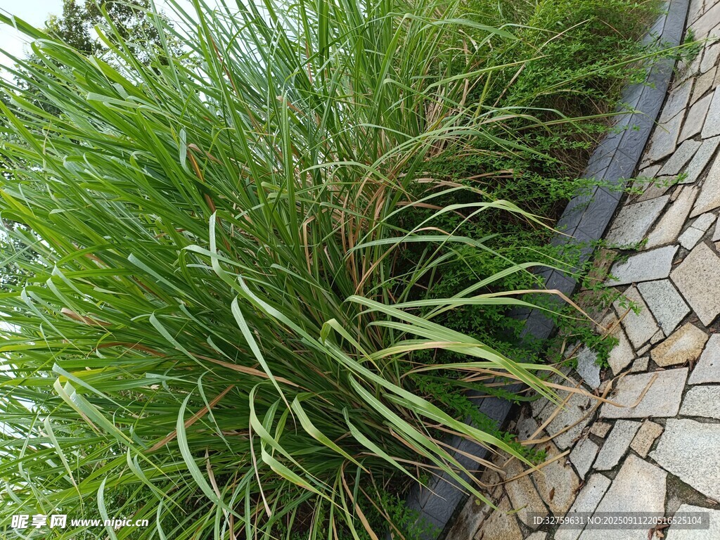 墻邊蔥郁綠植特寫