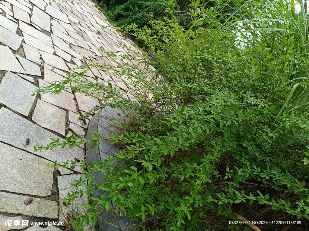 石板路旁的翠綠植物